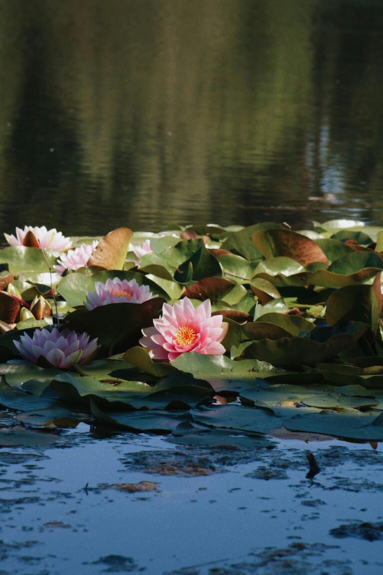 Compassion and Peace: A Buddhist Perspective on Gush Shalom